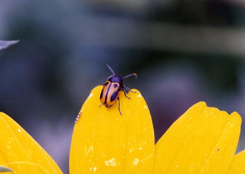 Crisomelidi d''Aprile